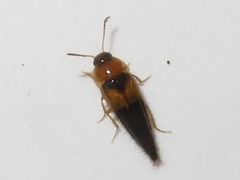 Tachyporus solutus