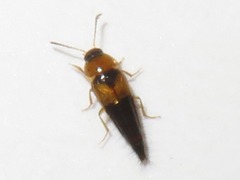 Tachyporus solutus