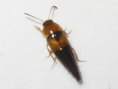 Tachyporus solutus