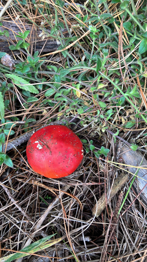 Amanita muscaria · April 2026 · photo: © kunepig (iNaturalist, cc0)