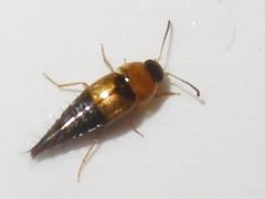 Tachyporus solutus