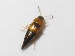 Tachyporus solutus