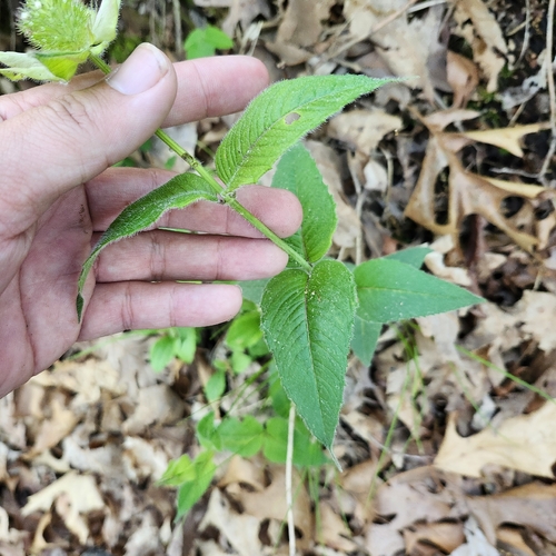 Monarda bradburiana
