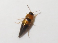 Tachyporus solutus
