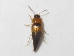 Tachyporus solutus
