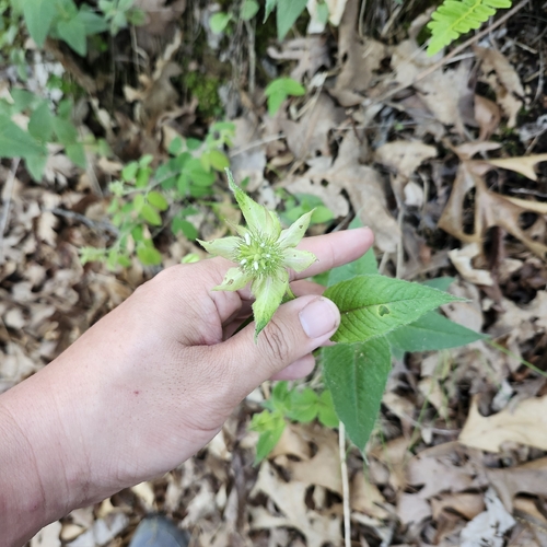 Monarda bradburiana