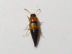 Tachyporus solutus