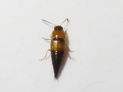 Tachyporus solutus