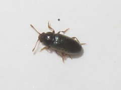 Telmatophilus typhae