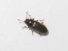 Telmatophilus typhae