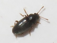 Telmatophilus typhae