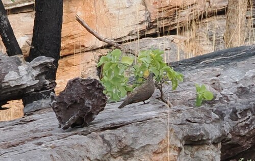 Chestnut-quilled Rock Pigeon (Petrophassa rufipennis)