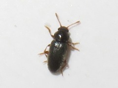 Telmatophilus typhae