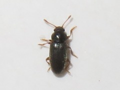 Telmatophilus typhae