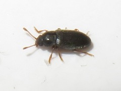 Telmatophilus typhae