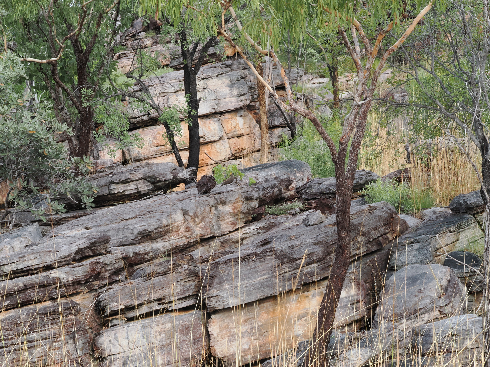 Chestnut-quilled Rock Pigeon (Petrophassa rufipennis), photo 2