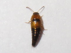 Tachyporus solutus