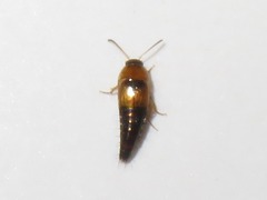 Tachyporus solutus
