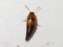 Tachyporus solutus
