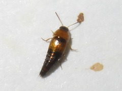 Tachyporus solutus