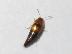 Tachyporus solutus