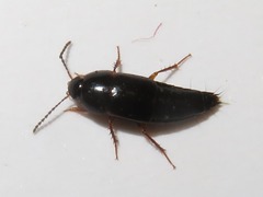 Tachinus rufipes