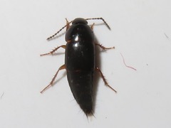 Tachinus rufipes