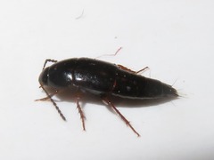 Tachinus rufipes
