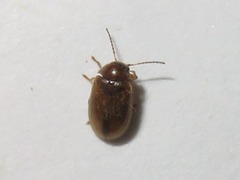 Contacyphon ochraceus