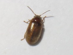 Contacyphon ochraceus