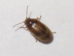 Contacyphon ochraceus