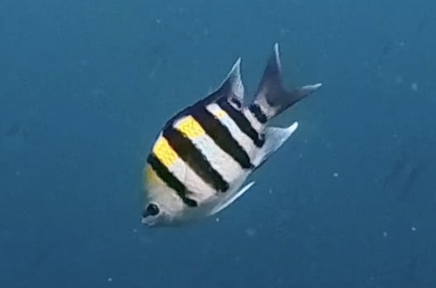 Abudefduf vaigiensis
