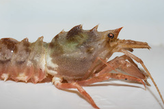 Sclerocrangon ferox