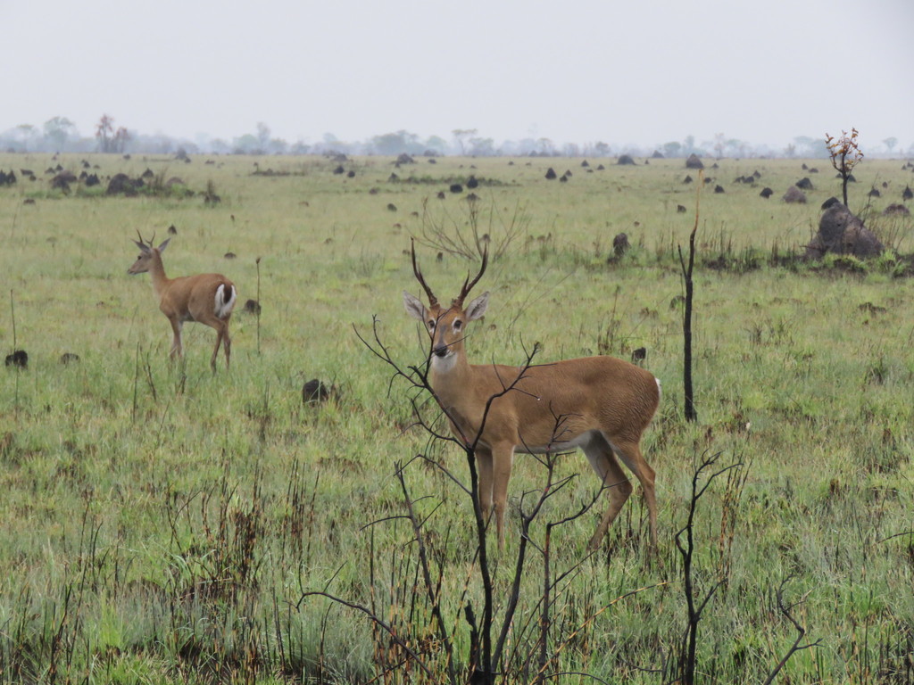 Pampas Deer