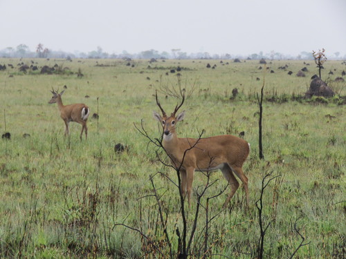 Pampas Deer