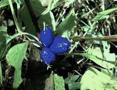 Coccocypselum herbaceum