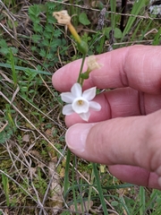 Narcissus dubius
