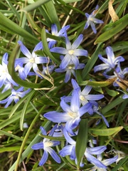 Scilla forbesii