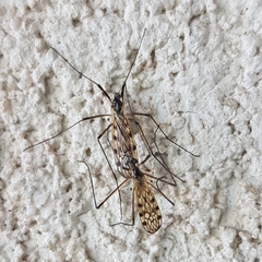 Limonia maculipennis