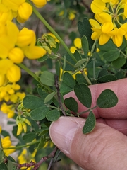 Coronilla