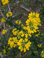 Coronilla
