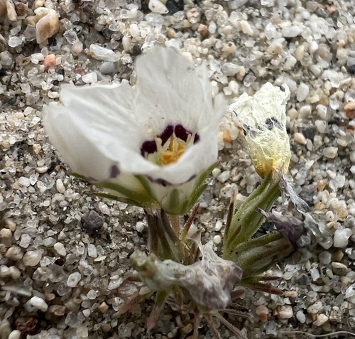 Linanthus parryae, photograph 3
