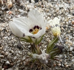Linanthus parryae, photograph (c) Steve Matson, some rights reserved (CC BY)