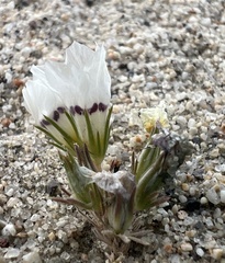 Linanthus parryae, photograph (c) Steve Matson, some rights reserved (CC BY)
