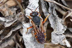 Rhodanthidium sticticum