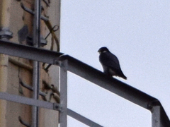 Falco peregrinus