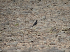 Daptrius albogularis