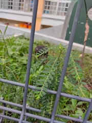 Phyllanthus debilis, photograph author not stated, no rights reserved