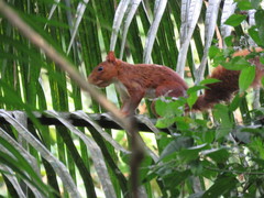 Sciurus spadiceus