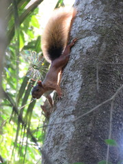 Sciurus spadiceus